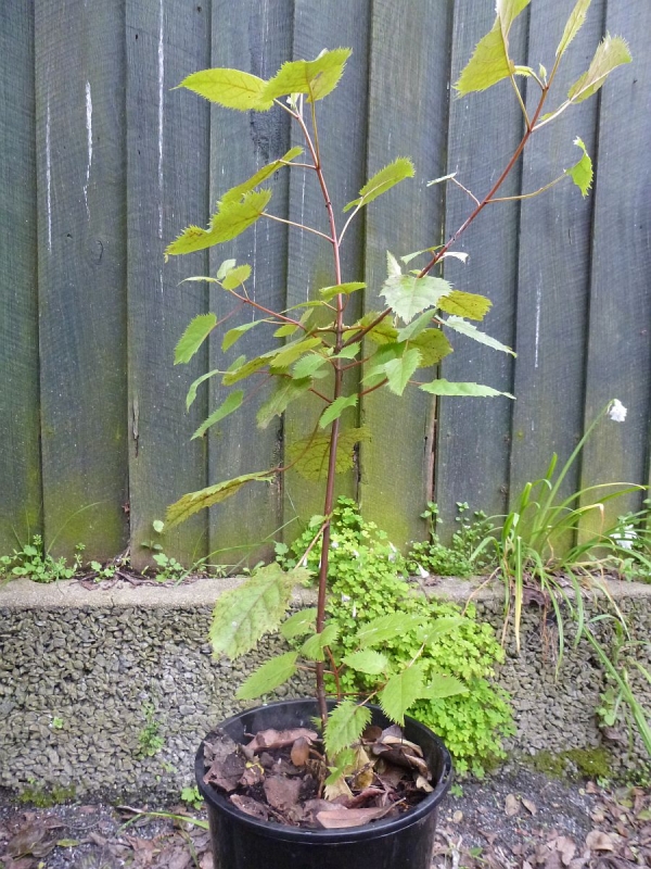 Wineberry (makomako)